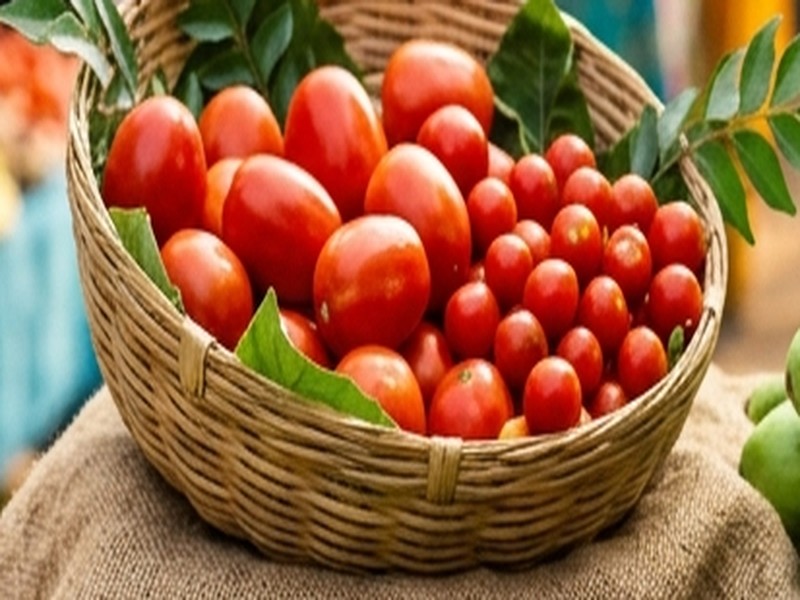 Hybrid Tomato Field Bearing